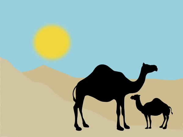 Kameler i ørkenen – stockfoto