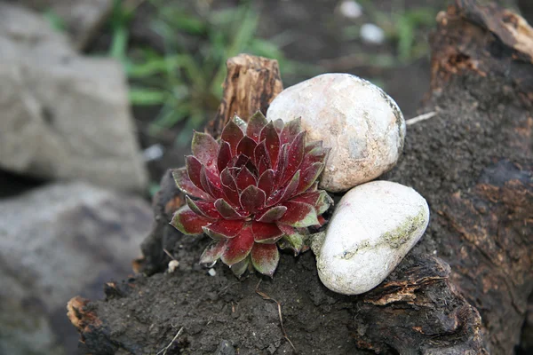 Olağanüstüsarı-kırmızı (Sempervivum Brom) — Stok fotoğraf