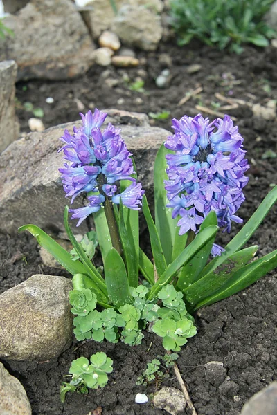 Modrá hyacinth v zahradě — Stock fotografie