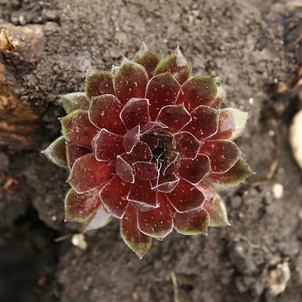 Red Houseleek (Sempervivum tectorum) — Fotografie, imagine de stoc