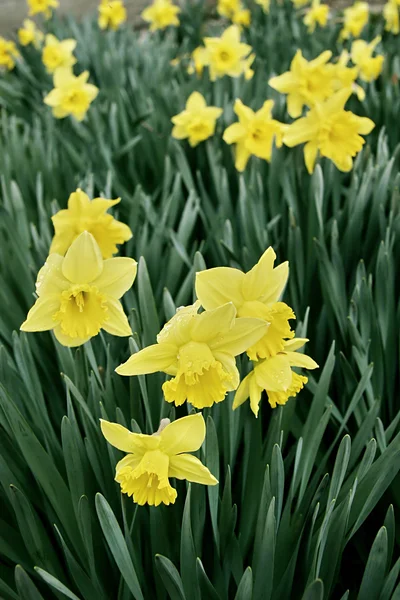 Narcissus field — Stok fotoğraf