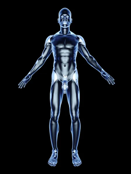 X-ray-mannelijke anatomie — Stockfoto