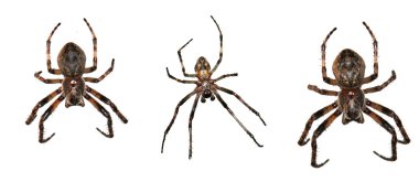 Spider collection clipart