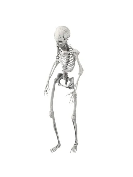 Squelette de marche — Photo