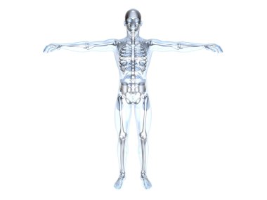 Anatomy - X-Ray clipart