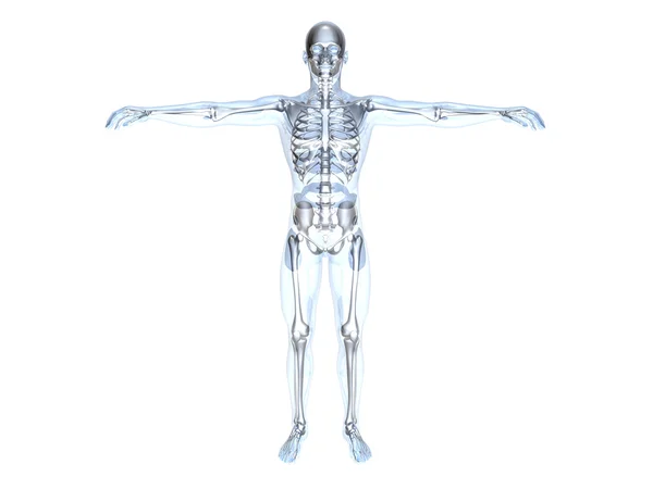 Анатомия - рентген — стоковое фото