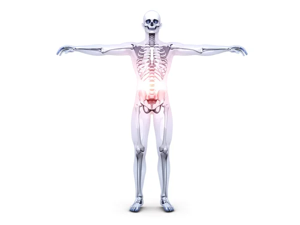 Belly Ache - Anatomia — Foto Stock