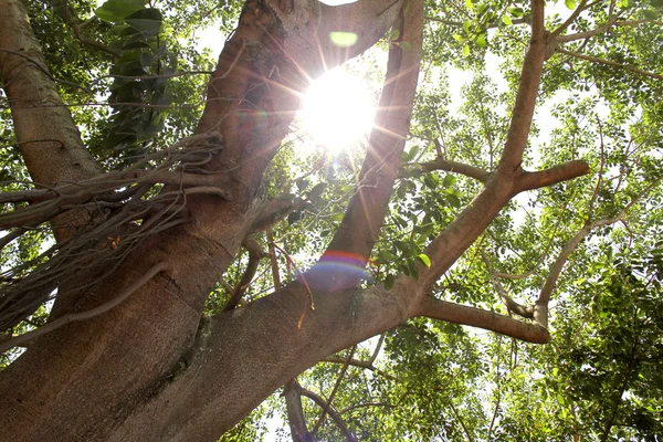 La lumière du soleil à travers les arbres — Photo