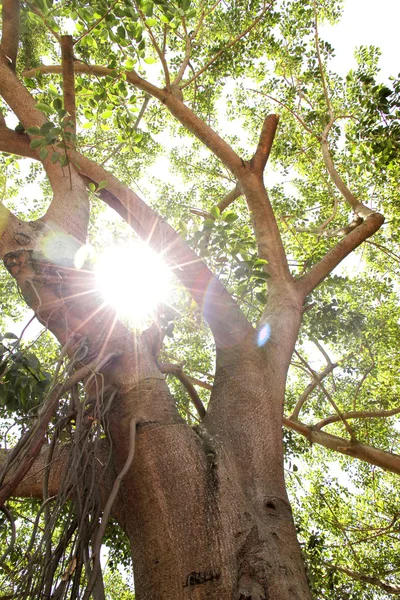 Sonnenlicht durch die Bäume — Stockfoto
