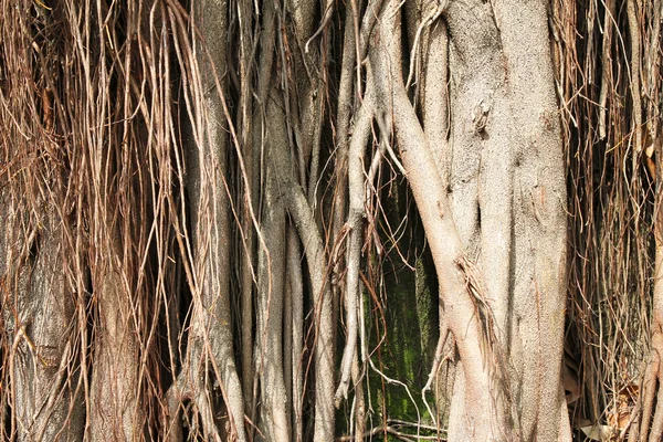 Tropický Strom Brazílii — Stock fotografie