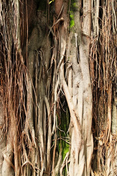 Antecedentes das árvores tropicais — Fotografia de Stock
