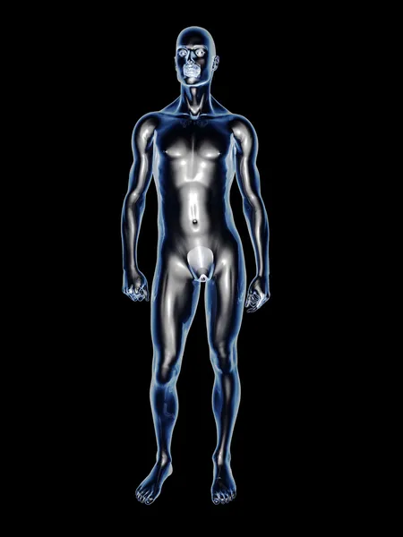 X 射线-男性解剖 — 图库照片