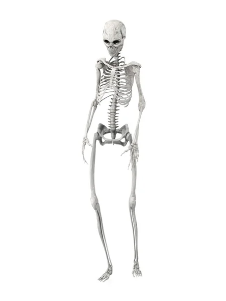 Wandelende skelet — Stockfoto