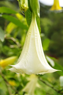 Datura Stramonium clipart