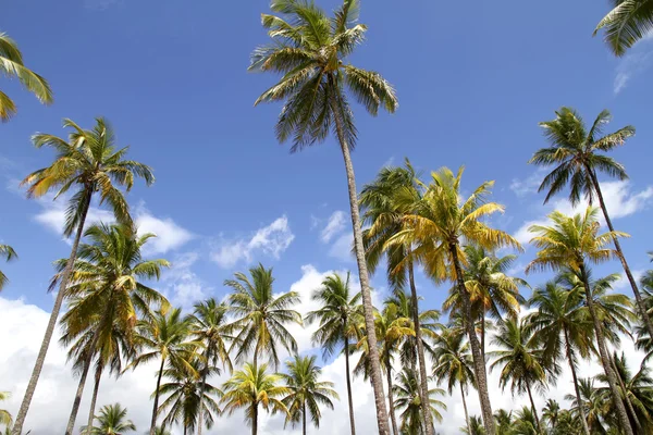 Palmy Piękne Niebieskie Niebo Zdjęcie Zrobione Bahia Brazylia Ameryka Południowa — Zdjęcie stockowe
