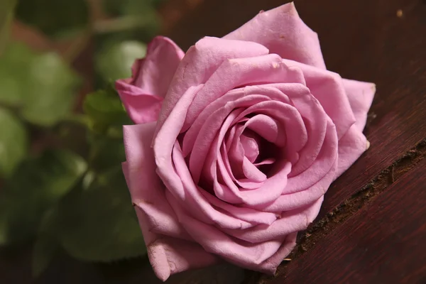 Une Fleur Rose Gros Plan Avec Fond Bois Naturel — Photo