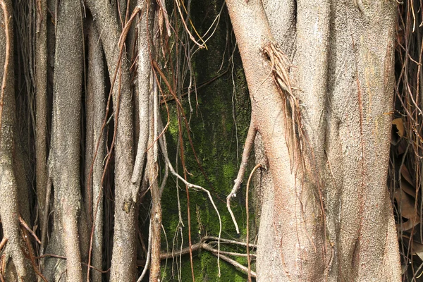 Uma Árvore Tropical Brasil — Fotografia de Stock