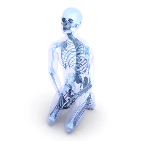 Сидящая анатомия — стоковое фото
