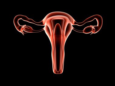 Uterus clipart