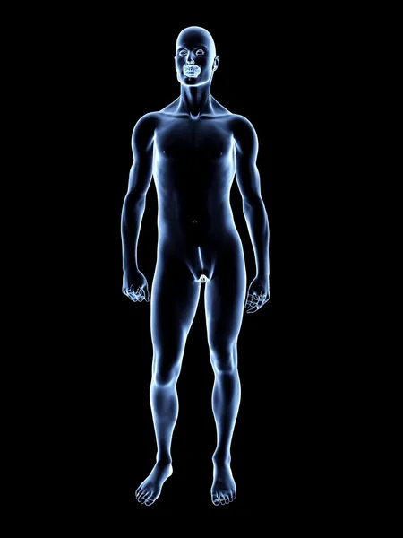 X 射线-男性解剖 — 图库照片