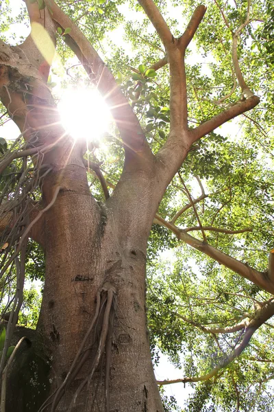 La lumière du soleil à travers les arbres — Photo