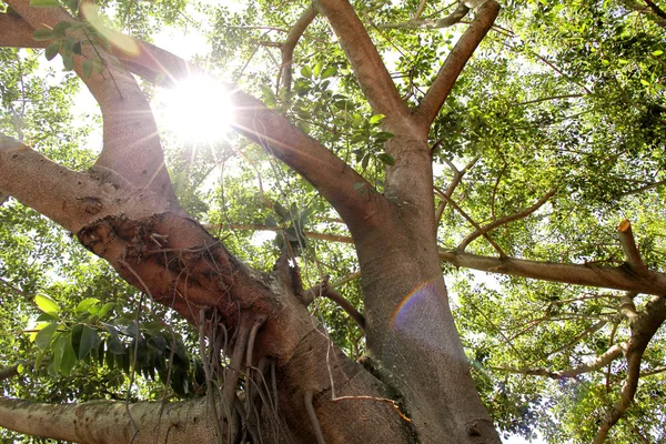 Sluneční světlo mezi stromy — Stock fotografie