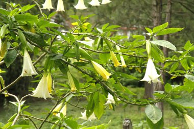 Datura Stramonium clipart