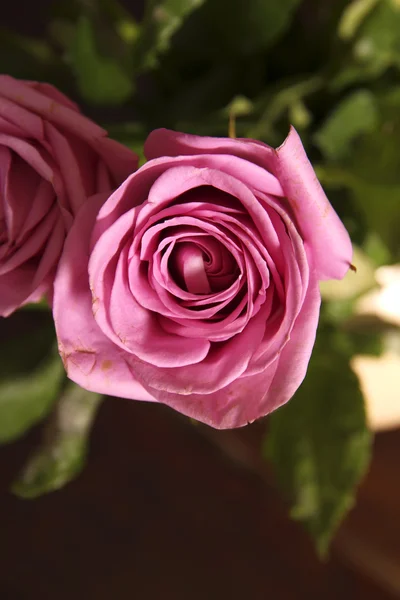 Una rosa —  Fotos de Stock