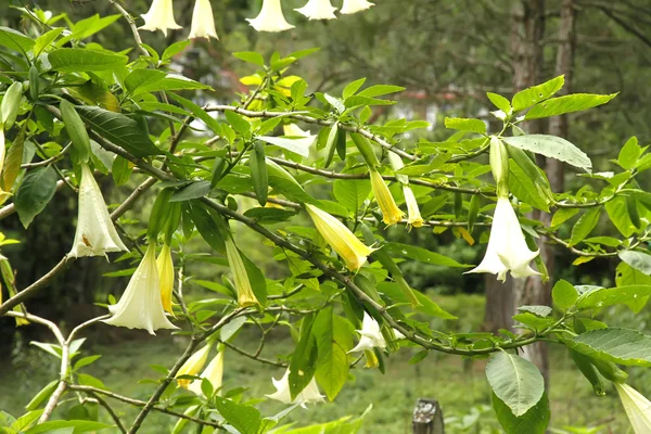 stock image Datura Stramonium