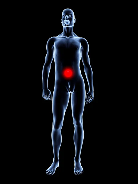 Ból brzucha - anatomia — Zdjęcie stockowe