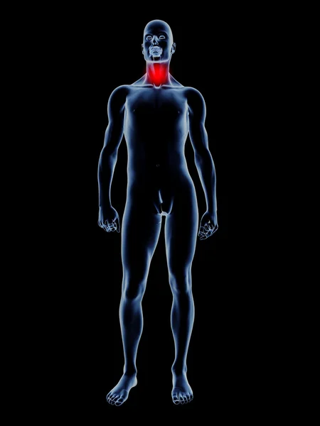 Gola dolorante - Anatomia — Foto Stock