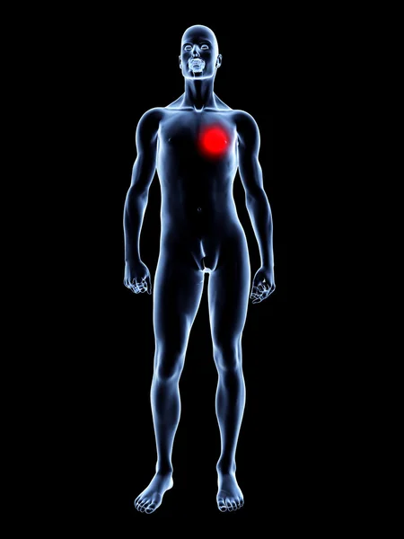 心の痛み - 解剖学 — ストック写真