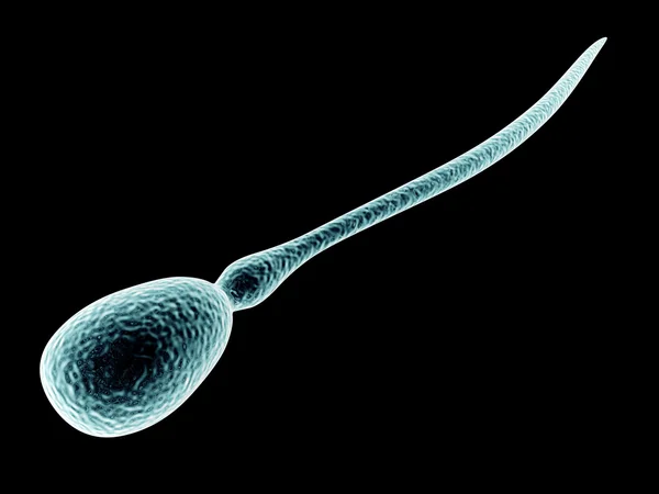 Spermatozoi — Foto Stock