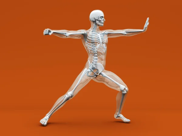 Anatomie - Kampfkunst — Stockfoto