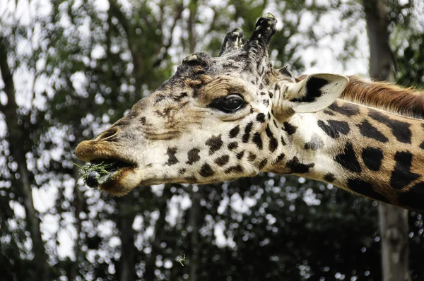 Giraffe eating grass — Stock Photo, Image