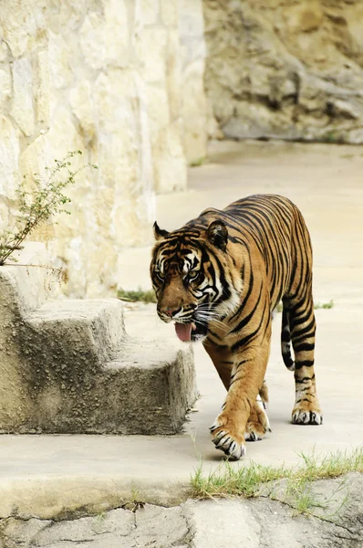 Tigre-de-sumatra — Fotografia de Stock