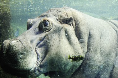 Hippo underwater clipart
