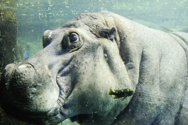Nilpferd unter Wasser — Stockfoto