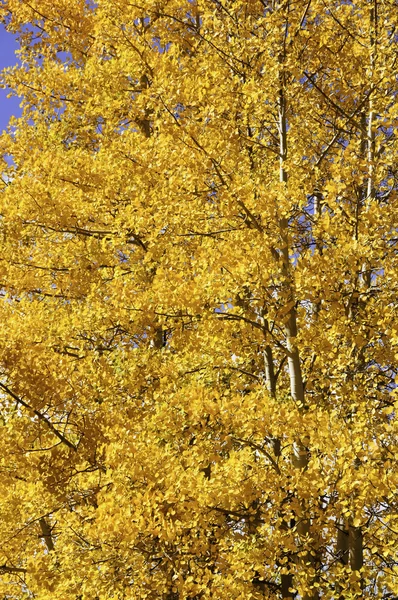 Жовте і червоне листя осики — стокове фото