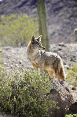 Lone Coyote clipart