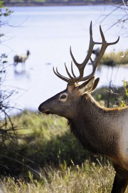 Boğa elk