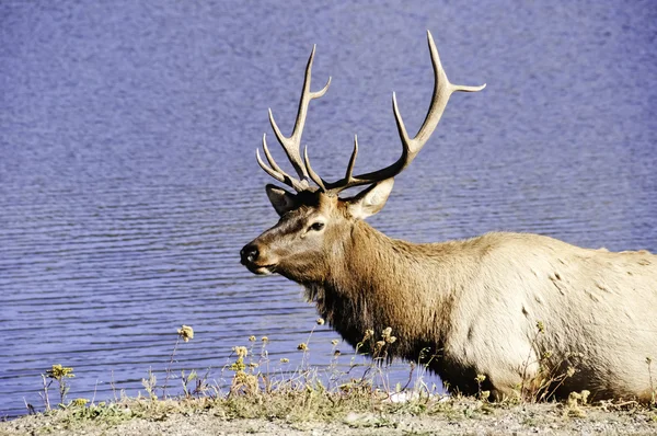 Býk elk — Stock fotografie