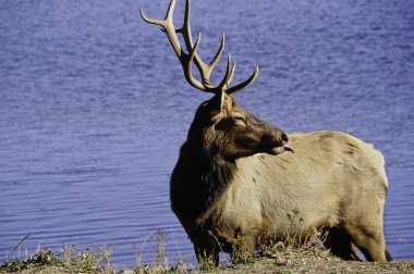 Boğa elk