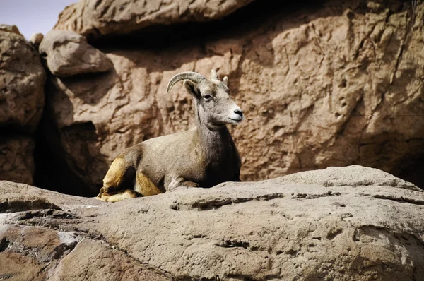 Büyük horn koyun — Stok fotoğraf