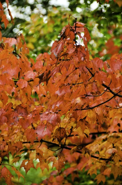 Червоний восени листя — стокове фото