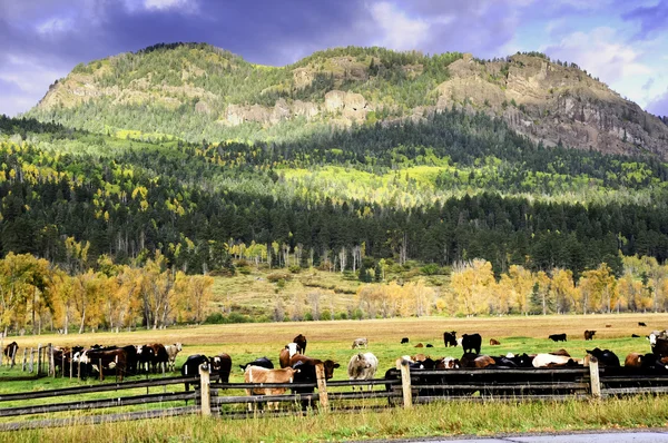 领域的奶牛在秋天 — 图库照片