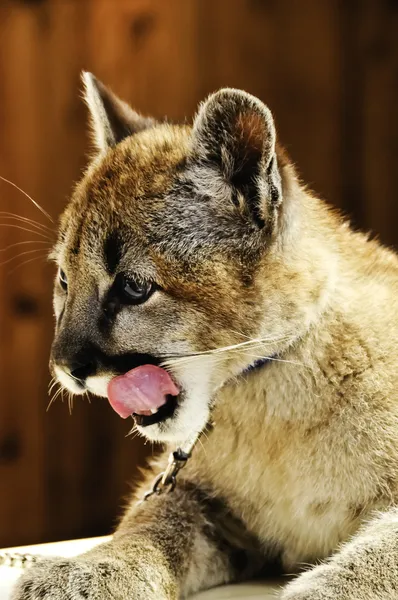 Mountain leeuw cub — Stockfoto