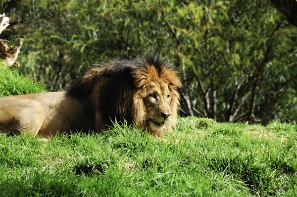 Чоловічий лев — стокове фото