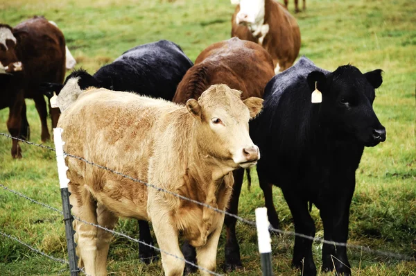 Herd Of Cows — Stock Photo, Image