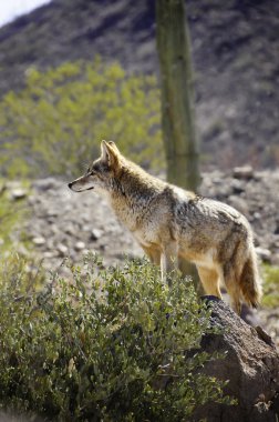 A lone coyote standing on a rock in the desert clipart